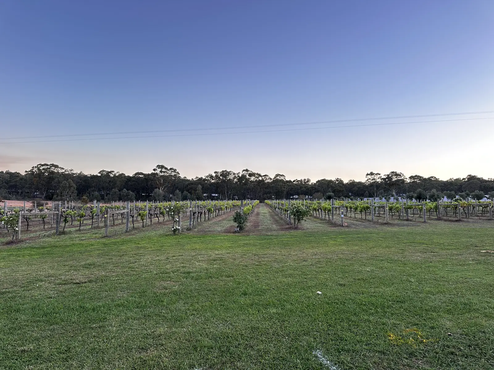 Rows of vines on the estate at dusk